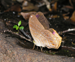 Terinos terpander intermedia