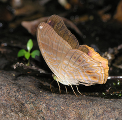 Terinos terpander intermedia