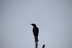 Sturnus vulgaris