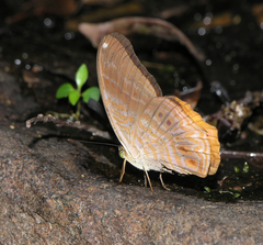 Terinos terpander intermedia