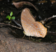 Terinos terpander intermedia