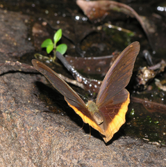 Terinos terpander intermedia