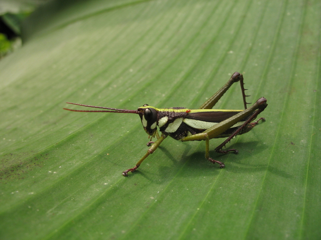 Agriacris plagiata