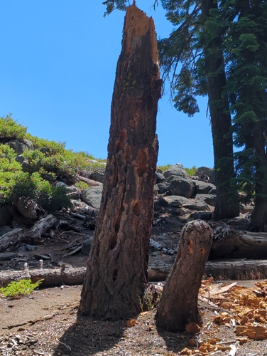iNaturalist observation photo of Woodpeckers