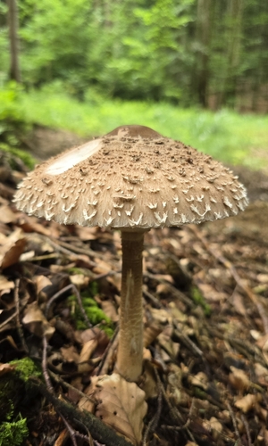 Parasol
