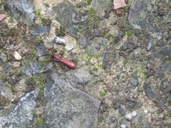 Pyrestes longicollis