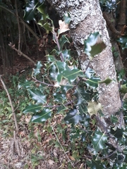 Ilex aquifolium