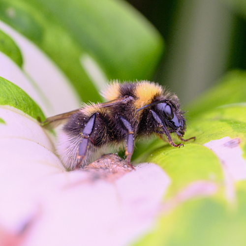 Garden Bumble Bee