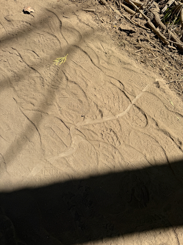 iNaturalist observation photo of Snakes