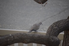 Streptopelia decaocto
