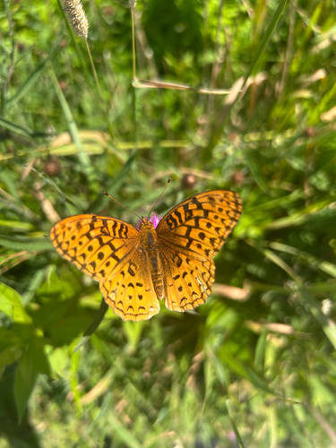 Great Spangled Fritillary