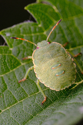 Green Shield Bug