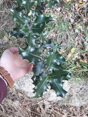 Ilex aquifolium
