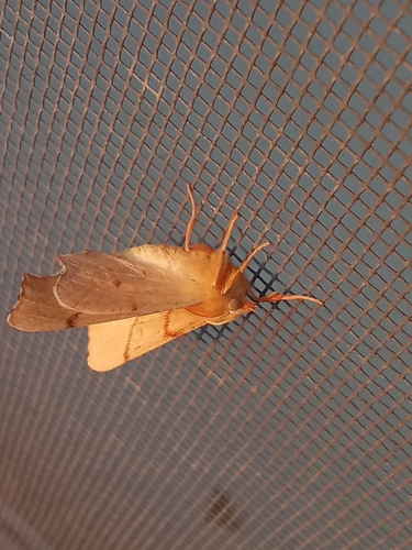 September Thorn