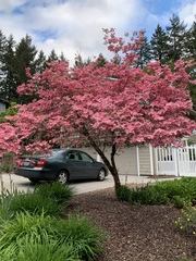 Cornus florida rubra
