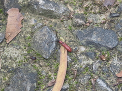 Pyrestes longicollis