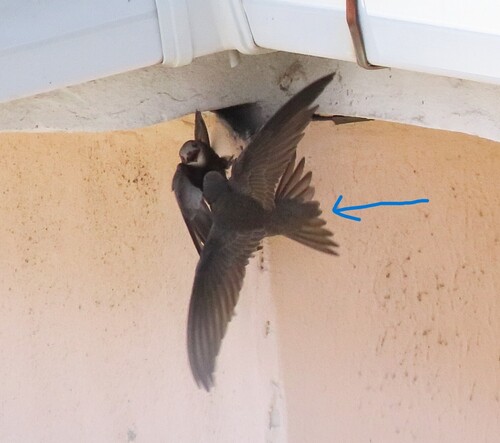 Common Swift