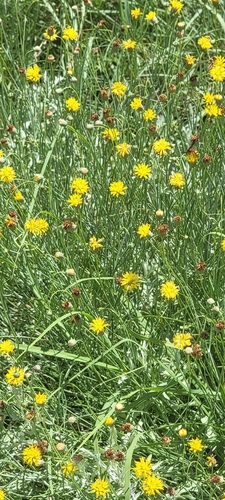 Rayless Greenthread