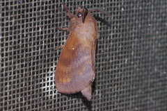 Dendrolimus okinawanus