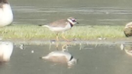 iNaturalist image