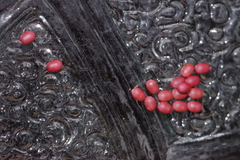 Dendrolimus okinawanus