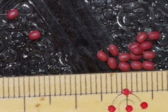 Dendrolimus okinawanus