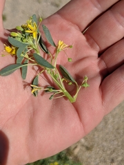 Cleomella obtusifolia