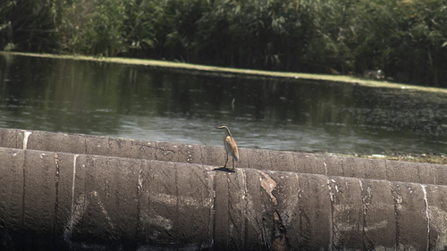 iNaturalist image