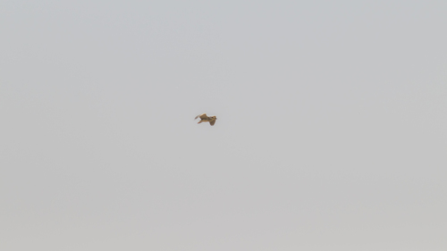 iNaturalist image