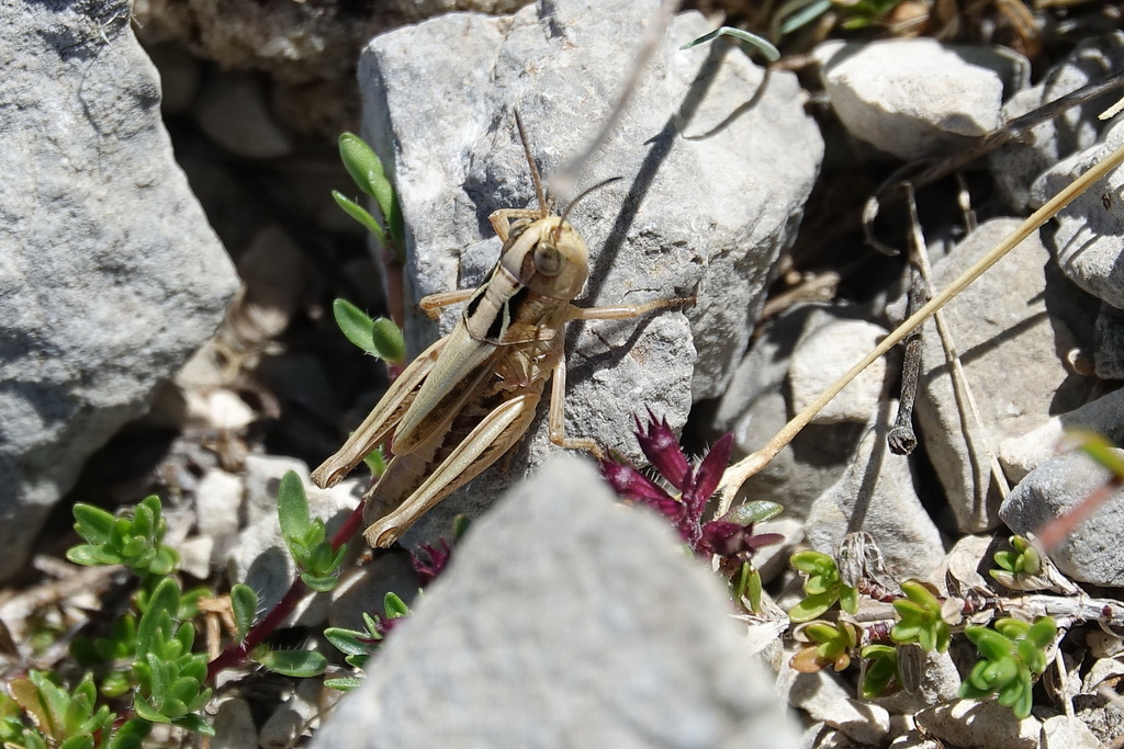Chorthippus cazurroi