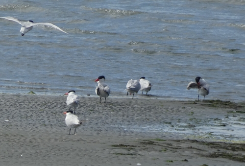 iNaturalist image