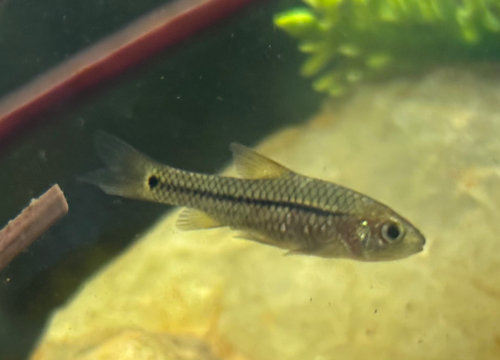 Kortvin-barbeel (Enteromius brevidorsalis) — Cyprinidae