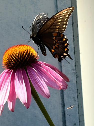 Black Swallowtail