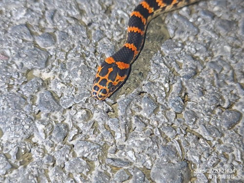 Red-banded Snake