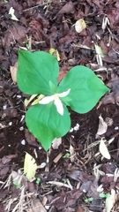 Trillium ovatum ovatum