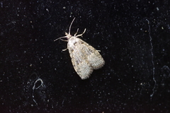 Copromorpha kijimuna