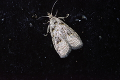 Copromorpha kijimuna