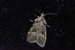 Copromorpha kijimuna