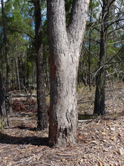 Eucalyptus terrica