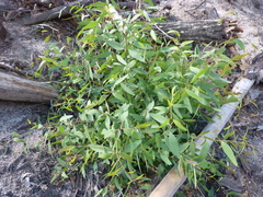 Eucalyptus terrica