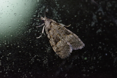 Copromorpha kijimuna