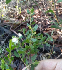 Acacia hispidula
