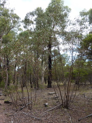 Eucalyptus infera