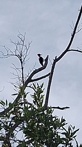 Lineated Woodpecker