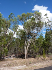 Eucalyptus terrica