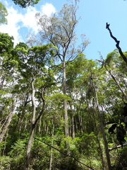 Eucalyptus quadrangulata