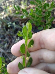 Acacia hispidula