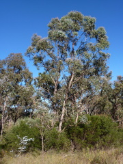 Eucalyptus nova-anglica