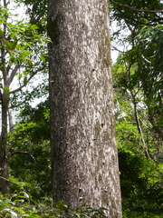 Eucalyptus quadrangulata