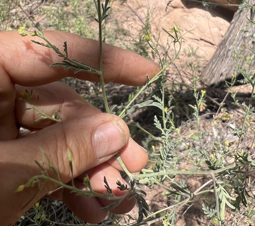 Western Tansymustard